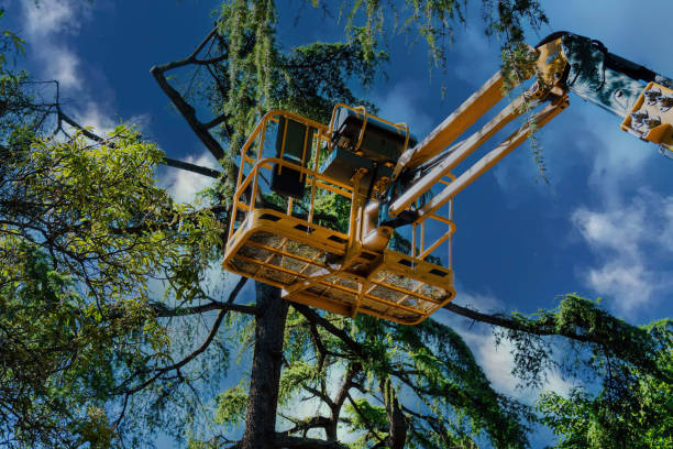 The Steps Involved in Our Tree Care Process in Cascade Valley, WA